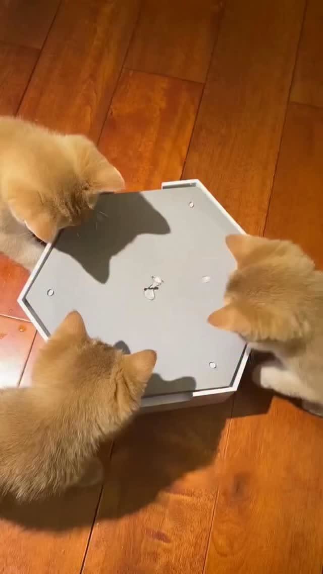 A-Huang A-Hua Drip Cat Fountain