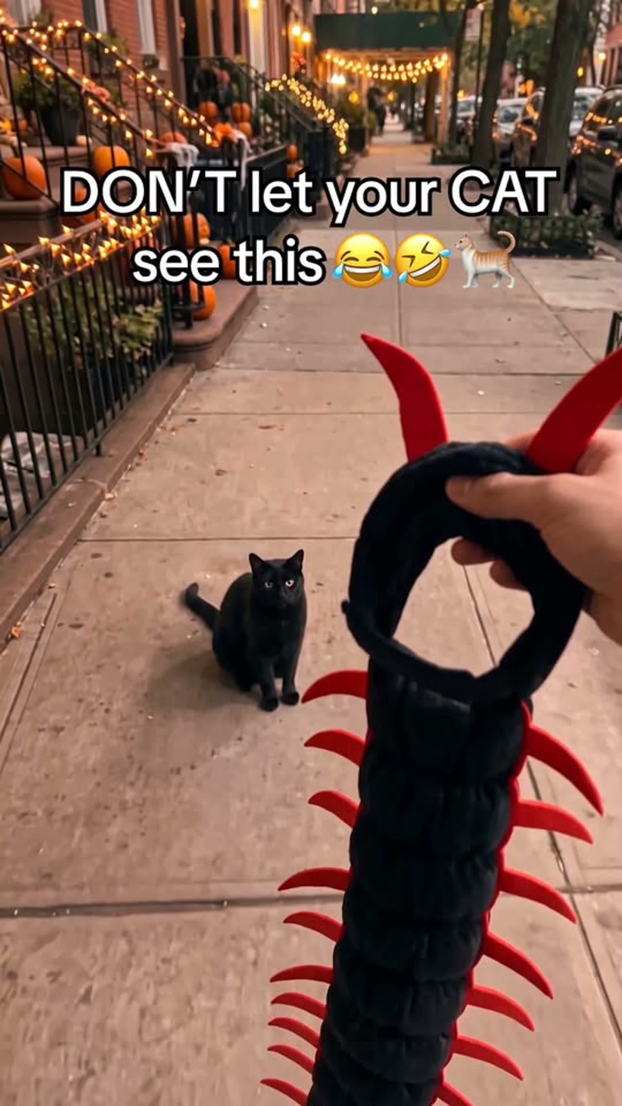 Cat Centipede Costume 50in 3D Halloween Outfit