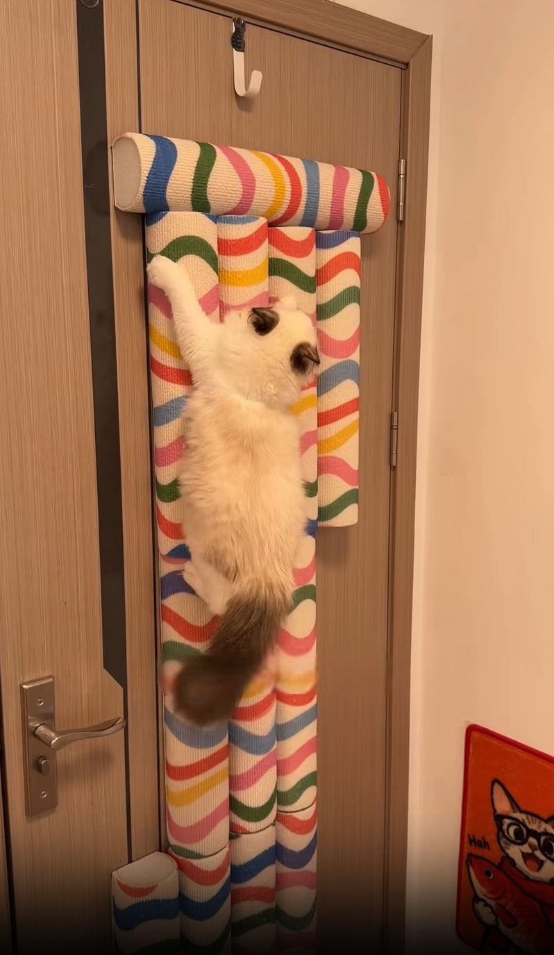 Glampawstore Wavy Door Climber Cat Scratcher