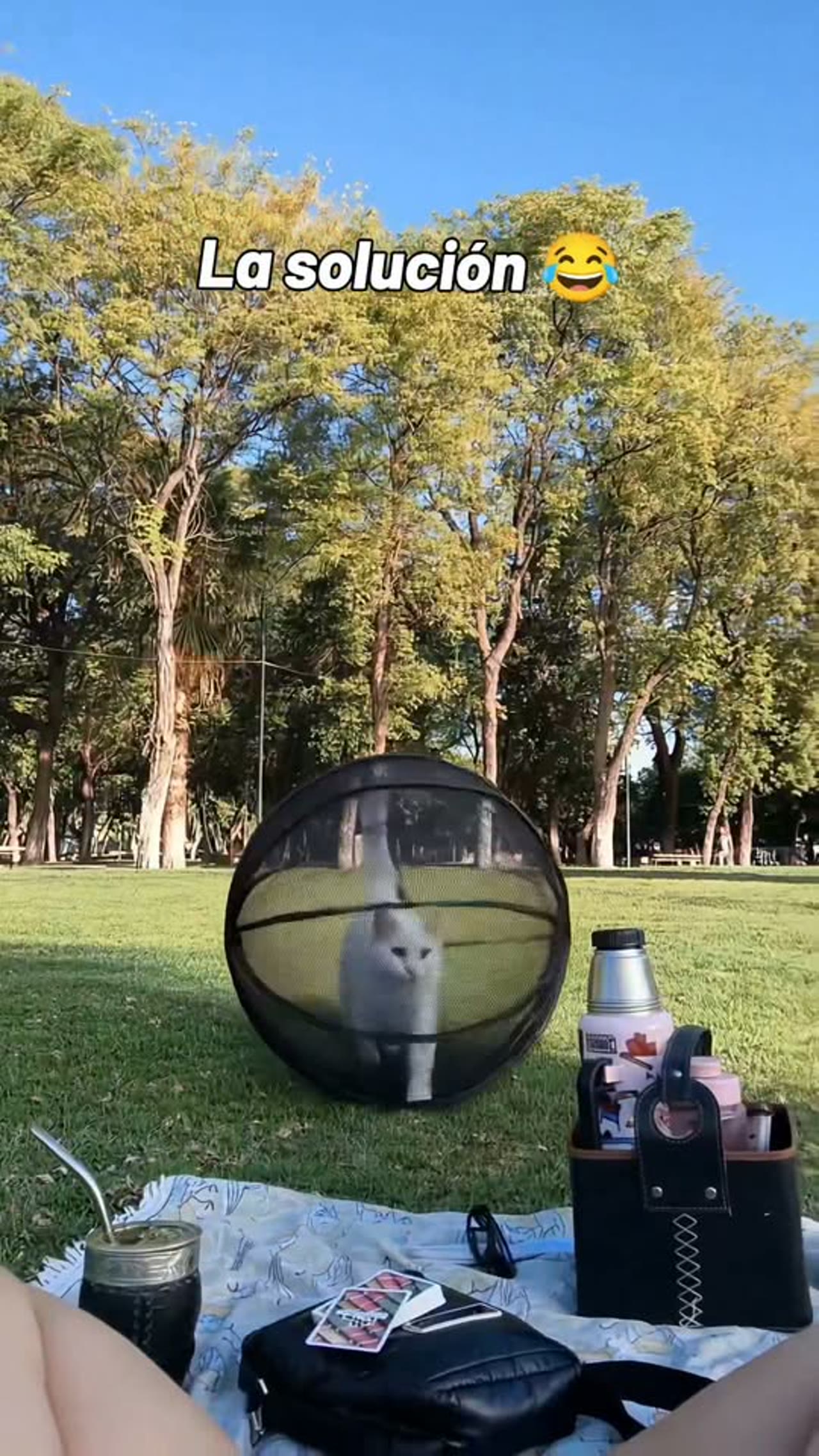 360° Panoramic Rolling Cat Playpen Ball